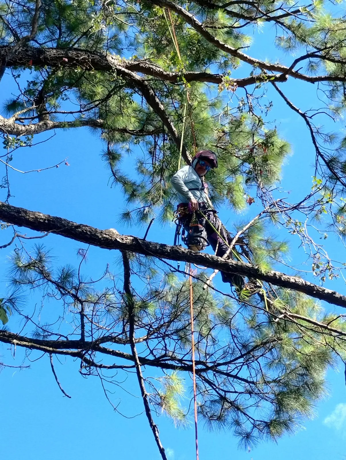 Ground view of a climber working in a tall pine during a training meetup