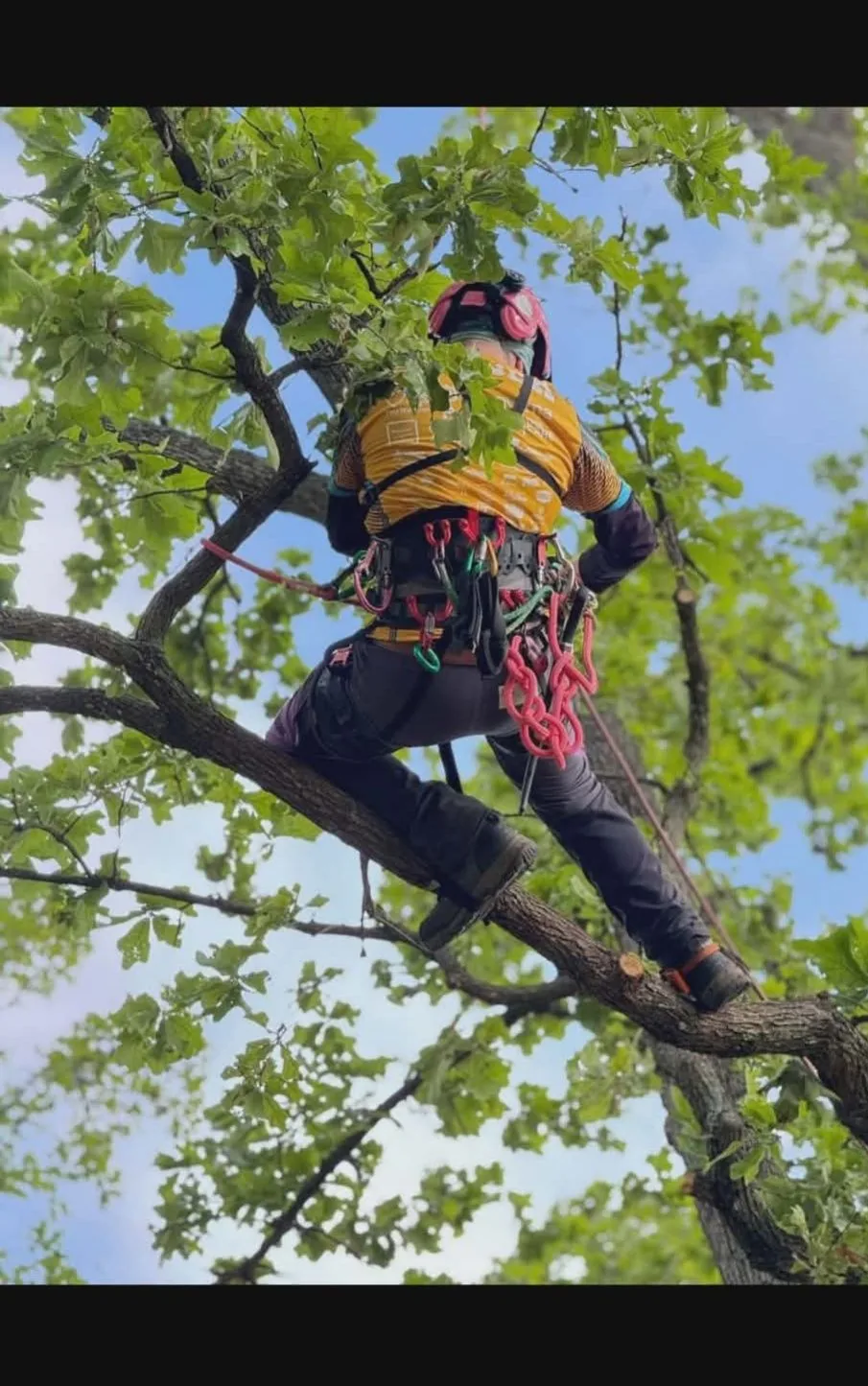 Robert mid-climb in a regional tree climbing competition