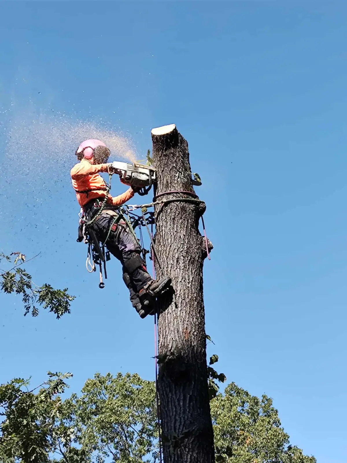 Tree removal in Fort Smith