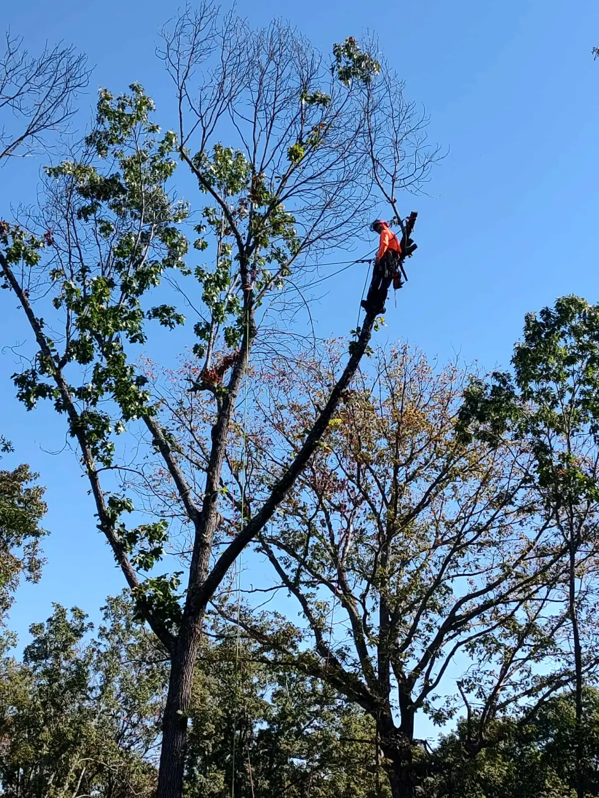 Stump grinding in Fort Smith