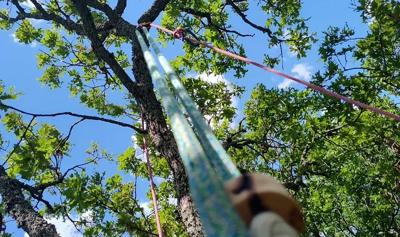 Tree trimming in Fort Smith